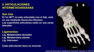 Anatomia del Pie