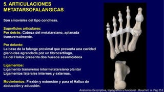 Anatomia del Pie