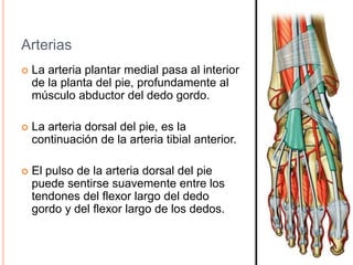anatomia-pie-ppt