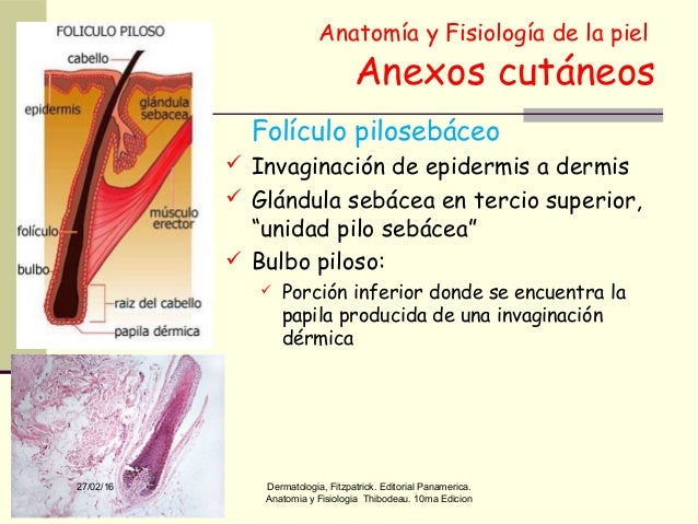 ANEXOS CUTANEOUS EBOOK ANEXOS CUTANEOUS EBOOK