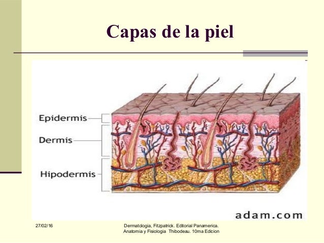 Anatomia piel