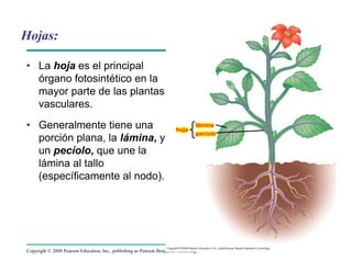 Copyright © 2008 Pearson Education, Inc., publishing as Pearson Benjamin Cummings
Hojas:
• La hoja es el principal
órgano fotosintético en la
mayor parte de las plantas
vasculares.
• Generalmente tiene una
porción plana, la lámina, y
un pecíolo, que une la
lámina al tallo
(específicamente al nodo).
hoja
lámina
pecíolo
 