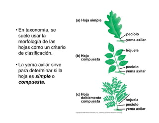 (a) Hoja simple
Hoja
compuesta
(b)
Hoja
doblemente
compuesta
(c)
pecíolo
yema axilar
hojuela
pecíolo
yema axilar
hojuela
pecíolo
yema axilar
• En taxonomía, se
suele usar la
morfología de las
hojas como un criterio
de clasificación.
• La yema axilar sirve
para determinar si la
hoja es simple o
compuesta.
 