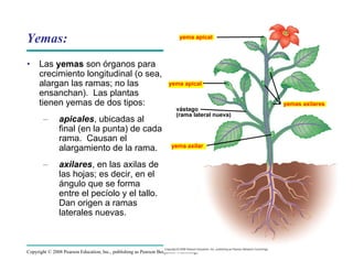 Copyright © 2008 Pearson Education, Inc., publishing as Pearson Benjamin Cummings
Yemas:
• Las yemas son órganos para
crecimiento longitudinal (o sea,
alargan las ramas; no las
ensanchan). Las plantas
tienen yemas de dos tipos:
– apicales, ubicadas al
final (en la punta) de cada
rama. Causan el
alargamiento de la rama.
– axilares, en las axilas de
las hojas; es decir, en el
ángulo que se forma
entre el pecíolo y el tallo.
Dan origen a ramas
laterales nuevas.
yema apical
yema apical
yema axilar
yemas axilares
vástago
(rama lateral nueva)
 