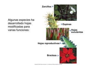Algunas especies han
desarrollado hojas
modificadas para
varias funciones:
Zarcillos
Espinas
Hojas
suculentas
Hojas reproductivas
Bracteas
 