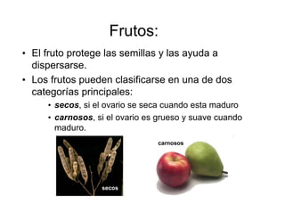 Frutos:
• El fruto protege las semillas y las ayuda a
dispersarse.
• Los frutos pueden clasificarse en una de dos
categorías principales:
• secos, si el ovario se seca cuando esta maduro
• carnosos, si el ovario es grueso y suave cuando
maduro.
secos
carnosos
 