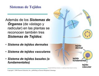 Copyright © 2008 Pearson Education, Inc., publishing as Pearson Benjamin Cummings
Sistemas de Tejidos
tejido
dermal
tejido
fundamental
tejido
vascular
Además de los Sistemas de
Órganos (de vástago y
radicular) en las plantas se
reconocen también tres
Sistemas de Tejidos:
• Sistema de tejidos dermales
• Sistema de tejidos vasculares
• Sistema de tejidos basales (o
fundamentales)
 