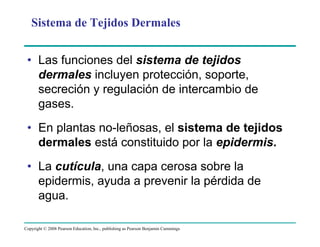 Copyright © 2008 Pearson Education, Inc., publishing as Pearson Benjamin Cummings
Sistema de Tejidos Dermales
• Las funciones del sistema de tejidos
dermales incluyen protección, soporte,
secreción y regulación de intercambio de
gases.
• En plantas no-leñosas, el sistema de tejidos
dermales está constituido por la epidermis.
• La cutícula, una capa cerosa sobre la
epidermis, ayuda a prevenir la pérdida de
agua.
 