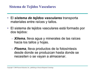 Copyright © 2008 Pearson Education, Inc., publishing as Pearson Benjamin Cummings
• El sistema de tejidos vasculares transporta
materiales entre raíces y tallos.
• El sistema de tejidos vasculares está formado por
dos tejidos:
– Xilema, lleva agua y minerales de las raíces
hacia los tallos y hojas.
– Floema, lleva productos de la fotosíntesis
desde donde se produzcan hasta donde se
necesiten o se vayan a almacenar.
Sistema de Tejidos Vasculares
 