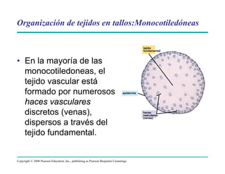 Copyright © 2008 Pearson Education, Inc., publishing as Pearson Benjamin Cummings
Organización de tejidos en tallos:Monocotiledóneas
• En la mayoría de las
monocotiledoneas, el
tejido vascular está
formado por numerosos
haces vasculares
discretos (venas),
dispersos a través del
tejido fundamental.
epidermis
haces
vasculares
(venas)
tejido
fundamental
 