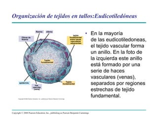 Copyright © 2008 Pearson Education, Inc., publishing as Pearson Benjamin Cummings
Organización de tejidos en tallos:Eudicotiledóneas
floema xilema
Fibras de
floema
tejido
fundamental
entre haces
vasculares
adyacentes
Cortexepidermis
haz
vascular
(vena)
Dermal
Ground
Vascular
(b)
Tejido
fundamental
Tejido
fundamental
• En la mayoría
de las eudicotiledoneas,
el tejido vascular forma
un anillo. En la foto de
la izquierda este anillo
está formado por una
serie de haces
vasculares (venas),
separados por regiones
estrechas de tejido
fundamental.
 