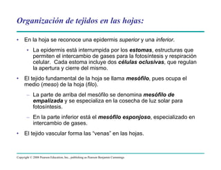 Copyright © 2008 Pearson Education, Inc., publishing as Pearson Benjamin Cummings
Organización de tejidos en las hojas:
• En la hoja se reconoce una epidermis superior y una inferior.
• La epidermis está interrumpida por los estomas, estructuras que
permiten el intercambio de gases para la fotosíntesis y respiración
celular. Cada estoma incluye dos células oclusivas, que regulan
la apertura y cierre del mismo.
• El tejido fundamental de la hoja se llama mesófilo, pues ocupa el
medio (meso) de la hoja (filo).
– La parte de arriba del mesófilo se denomina mesófilo de
empalizada y se especializa en la cosecha de luz solar para
fotosíntesis.
– En la parte inferior está el mesófilo esponjoso, especializado en
intercambio de gases.
• El tejido vascular forma las “venas” en las hojas.
 