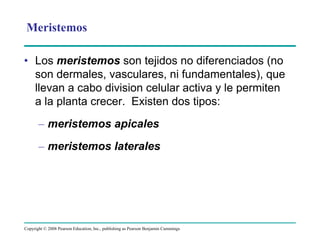Copyright © 2008 Pearson Education, Inc., publishing as Pearson Benjamin Cummings
• Los meristemos son tejidos no diferenciados (no
son dermales, vasculares, ni fundamentales), que
llevan a cabo division celular activa y le permiten
a la planta crecer. Existen dos tipos:
– meristemos apicales
– meristemos laterales
Meristemos
 