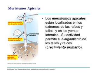 Copyright © 2008 Pearson Education, Inc., publishing as Pearson Benjamin Cummings
• Los meristemos apicales
están localizados en los
extremos de las raíces y
tallos, y en las yemas
laterales. Su actividad
permite el alargamiento de
los tallos y raíces
(crecimiento primario).
Meristemos Apicales
meristemo apical
(en la yema apical)
meristemos
laterales
meristemo apical
(en yema axilar)
meristemos
apicales
(en raíces)
 