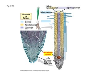 Fig. 35-13
Fundamental
Dermal
Sistemas
de
Tejidos
Vascular
tejido dermal
tejido
fundamental tejido vascular
meristemo
apical
cofia
(protege
la punta
de la raíz)
 
