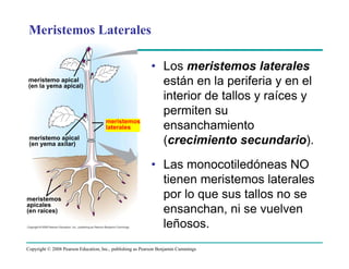 Copyright © 2008 Pearson Education, Inc., publishing as Pearson Benjamin Cummings
• Los meristemos laterales
están en la periferia y en el
interior de tallos y raíces y
permiten su
ensanchamiento
(crecimiento secundario).
• Las monocotiledóneas NO
tienen meristemos laterales
por lo que sus tallos no se
ensanchan, ni se vuelven
leñosos.
Meristemos Laterales
meristemo apical
(en la yema apical)
meristemos
laterales
meristemo apical
(en yema axilar)
meristemos
apicales
(en raíces)
 
