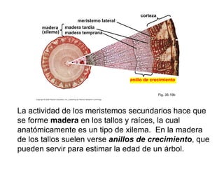 Fig. 35-19b
meristemo lateral
madera
(xilema)
corteza
madera temprana
madera tardía
anillo de crecimiento
La actividad de los meristemos secundarios hace que
se forme madera en los tallos y raíces, la cual
anatómicamente es un tipo de xilema. En la madera
de los tallos suelen verse anillos de crecimiento, que
pueden servir para estimar la edad de un árbol.
 