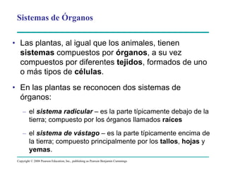 Copyright © 2008 Pearson Education, Inc., publishing as Pearson Benjamin Cummings
Sistemas de Órganos
• Las plantas, al igual que los animales, tienen
sistemas compuestos por órganos, a su vez
compuestos por diferentes tejidos, formados de uno
o más tipos de células.
• En las plantas se reconocen dos sistemas de
órganos:
– el sistema radicular – es la parte típicamente debajo de la
tierra; compuesto por los órganos llamados raíces
– el sistema de vástago – es la parte típicamente encima de
la tierra; compuesto principalmente por los tallos, hojas y
yemas.
 