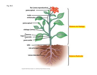 Fig. 35-2
flor (rama reproductiva)
yema apical
nudo
entrenudo
yema apical
Sistema de Vástago
vástago (rama)
hoja
lámina
pecíolo
yema axilar
tallo
raíz principal
raíces laterales
Sistema Radicular
 