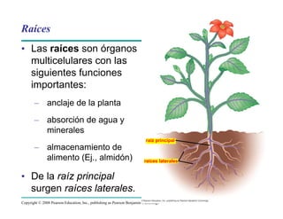 Copyright © 2008 Pearson Education, Inc., publishing as Pearson Benjamin Cummings
Raíces
• Las raíces son órganos
multicelulares con las
siguientes funciones
importantes:
– anclaje de la planta
– absorción de agua y
minerales
– almacenamiento de
alimento (Ej., almidón)
• De la raíz principal
surgen raíces laterales.
raíz principal
raíces laterales
 