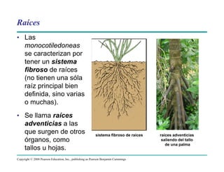 Copyright © 2008 Pearson Education, Inc., publishing as Pearson Benjamin Cummings
Raíces
• Las
monocotiledoneas
se caracterizan por
tener un sistema
fibroso de raíces
(no tienen una sóla
raíz principal bien
definida, sino varias
o muchas).
• Se llama raíces
adventicias a las
que surgen de otros
órganos, como
tallos u hojas.
sistema fibroso de raíces raíces adventicias
saliendo del tallo
de una palma
 