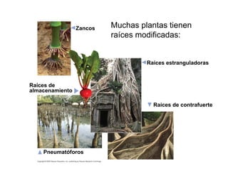 Zancos
Raíces estranguladoras
Raíces de
almacenamiento
Raíces de contrafuerte
Pneumatóforos
Muchas plantas tienen
raíces modificadas:
 