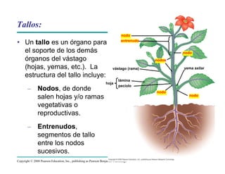 Copyright © 2008 Pearson Education, Inc., publishing as Pearson Benjamin Cummings
Tallos:
• Un tallo es un órgano para
el soporte de los demás
órganos del vástago
(hojas, yemas, etc.). La
estructura del tallo incluye:
– Nodos, de donde
salen hojas y/o ramas
vegetativas o
reproductivas.
– Entrenudos,
segmentos de tallo
entre los nodos
sucesivos.
nodo
entrenudo
vástago (rama)
hoja
lámina
pecíolo
yema axilar
nodo
nodos
nodo
nodo
 