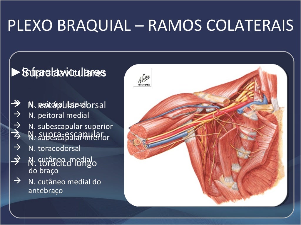 ANATOMIA PLEXO BRAQUIAL