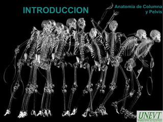 Anatomia de Columna
INTRODUCCION                y Pelvis
 