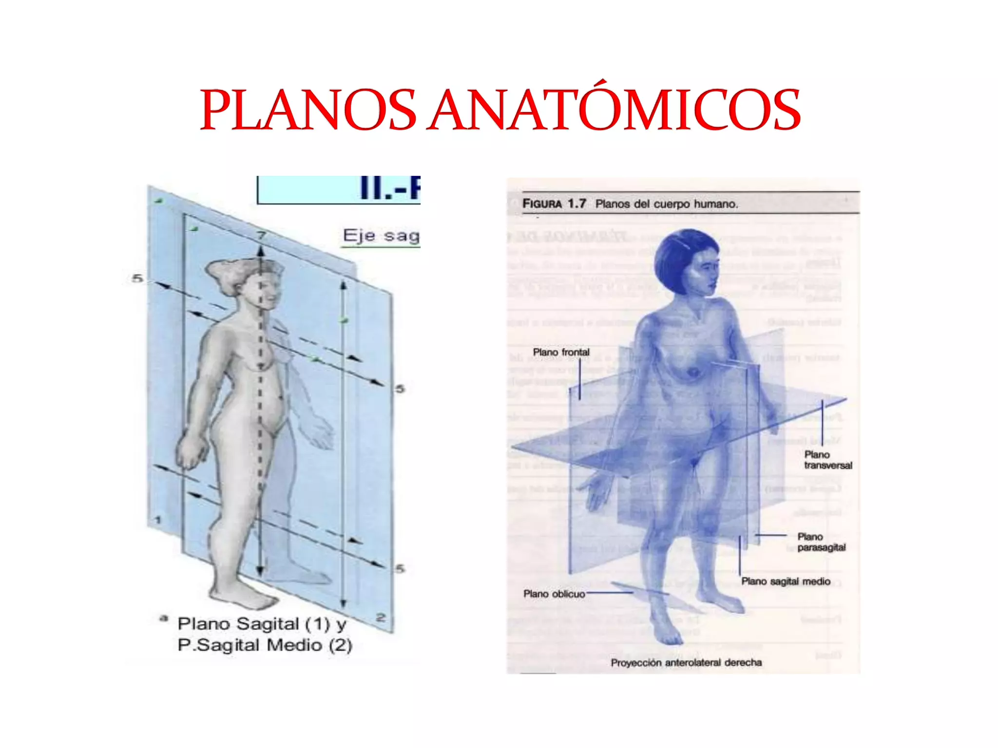 Anatomia primer corte | PPTX