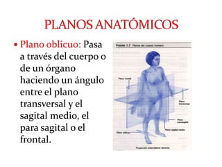 Anatomia primer corte | PPTX