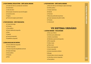ANATOMIA
NA
PRÁTICA
101
3. PELVE FEMININA, DETALHE ÚTERO – CORTE SAGITAL MEDIANO
a) Fundo do útero ou camada do miométrio
b) Endométrio
c) Colo do útero
d) Escavação retouterina (saco de Douglas)
e) Canal da uretra
f) Vagina
g) Fórnice da vagina: parte lateral
4. PELVE MASCULINA – CORTE PARASSAGITAL
a) Corpo da bexiga
b) Próstata
c) Osso púbico
d) Ducto deferente esquerdo
e) Reto
f) Glande
g) Testículo esquerdo
h) Epidídimo esquerdo
5. BEXIGA MASCULINA EM SINTOPIA
a) Ducto deferente esquerdo
b) Ureter esquerdo
c) Porção esquerda da glândula seminal
d) Corpo da bexiga
e) Osso púbico
f) Próstata
g) Reto
6. PELVE MASCULINA – CORTE SAGITAL MEDIANO
a) Músculo detrusor da bexiga ou ápice da bexiga
b) Sínfise púbica
c) Corpo cavernoso
d) Glande
e) Testículo
f) Músculo profundo do períneo
g) Corpo esponjoso do pênis: bulbo
h) Próstata
i) i retovesical
VII SISTEMA URINÁRIO
1. SISTEMA URINÁRIO –VISTA ANTERIOR
a) Veia cava inferior
b) Artéria aorta abdominal
c) Artéria renal direita
d) Glândula suprarrenal esquerda
e) Rim esquerdo
f) Cálice maior
g) Pelve renal
h) Veia renal esquerda
i) Ureter esquerdo
j) Artéria mesentérica inferior
k) Bexiga
l) Artéria ilíaca comum esquerda
m) Veia ilíaca comum esquerda
n) Osso púbico
 