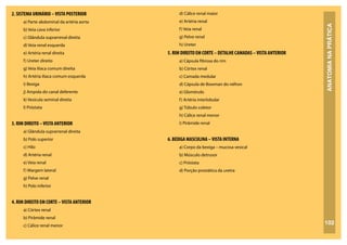 ANATOMIA
NA
PRÁTICA
102
2. SISTEMA URINÁRIO –VISTA POSTERIOR
a) Parte abdominal da artéria aorta
b) Veia cava inferior
c) Glândula suprarrenal direita
d) Veia renal esquerda
e) Artéria renal direita
f) Ureter direito
g) Veia ilíaca comum direita
h) Artéria ilíaca comum esquerda
i) Bexiga
j) Ampola do canal deferente
k) Vesícula seminal direita
l) Próstata
3. RIM DIREITO –VISTA ANTERIOR
a) Glândula suprarrenal direita
b) Polo superior
c) Hilo
d) Artéria renal
e) Veia renal
f) Margem lateral
g) Pelve renal
h) Polo inferior
4. RIM DIREITO EM CORTE –VISTA ANTERIOR
a) Córtex renal
b) Pirâmide renal
c) Cálice renal menor
d) Cálice renal maior
e) Artéria renal
f) Veia renal
g) Pelve renal
h) Ureter
5. RIM DIREITO EM CORTE – DETALHE CAMADAS –VISTA ANTERIOR
a) Cápsula fibrosa do rim
b) Córtex renal
c) Camada medular
d) Cápsula de Bowman do néfron
e) Glomérulo
f) Artéria interlobular
g) Túbulo coletor
h) Cálice renal menor
i) Pirâmide renal
6. BEXIGA MASCULINA –VISTA INTERNA
a) Corpo da bexiga – mucosa vesical
b) Músculo detrusor
c) Próstata
d) Porção prostática da uretra
 