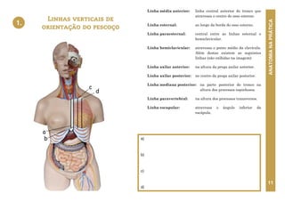 ANATOMIA
NA
PRÁTICA
11
a)
b)
c)
d)
Linhas verticais de
orientação do pescoço
1.
Linha média anterior: linha central anterior do tronco que
atravessa o centro do osso esterno.
Linha esternal: ao longo da borda do osso esterno.
Linha paraesternal: central entre as linhas esternal e
hemiclavicular.
Linha hemiclavicular: atravessa o ponto médio da clavícula.
Além destas existem as seguintes
linhas (não exibidas na imagem):
Linha axilar anterior: na altura da prega axilar anterior.
Linha axilar posterior: no centro da prega axilar posterior.
Linha mediana posterior: na parte posterior do tronco na
altura dos processos espinhosos.
Linha paravertebral: na altura dos processos transversos.
Linha escapular: atravessa o ângulo inferior da
escápula.
1. LINHAS VERTICAIS DE ORIENTAÇÃO
DO TRONCO
b
a
d
c
 