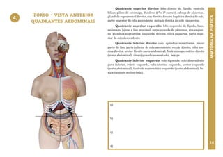 ANATOMIA
NA
PRÁTICA
14
Quadrante superior direito: lobo direito do fígado, vesícula
biliar, piloro do estômago, duodeno (1ª e 3ª partes), cabeça do pâncreas,
glândula suprarrenal direita, rim direito, flexura hepática direita do colo,
parte superior do colo ascendente, metade direita do colo transverso.
Quadrante superior esquerdo: lobo esquerdo do fígado, baço,
estômago, jejuno e íleo proximal, corpo e cauda do pâncreas, rim esquer-
do, glândula suprarrenal esquerda, flexura cólica esquerda, parte supe-
rior do colo descendente.
Quadrante inferior direito: ceco, apêndice vermiforme, maior
parte do íleo, parte inferior do colo ascendente, ovário direito, tuba ute-
rina direita, ureter direito parte abdominal, funículo espermático direito
(parte abdominal), útero (quando aumentado), bexiga.
Quadrante inferior esquerdo: colo sigmoide, colo descendente
para inferior, ovário esquerdo, tuba uterina esquerda, ureter esquerdo
(parte abdominal), funículo espermático esquerdo (parte abdominal), be-
xiga (quando muito cheia).
Torso - vista anterior
quadrantes abdominais
4.
a)
b)
c)
d)
a
d
c
b
4. TORSO - VISTA ANTERIOR –
QUADRANTES ABDOMINAIS
 