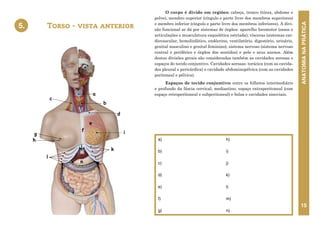 ANATOMIA
NA
PRÁTICA
15
O corpo é divido em regiões: cabeça, tronco (tórax, abdome e
pelve), membro superior (cíngulo e parte livre dos membros superiores)
e membro inferior (cíngulo e parte livre dos membros inferiores). A divi-
são funcional se dá por sistemas de órgãos: aparelho locomotor (ossos e
articulações e musculatura esquelética estriada); vísceras (sistemas car-
diovascular, hemolinfático, endócrino, ventilatório, digestório, urinário,
genital masculino e genital feminino); sistema nervoso (sistema nervoso
central e periférico e órgãos dos sentidos) e pele e seus anexos. Além
destas divisões gerais são consideradas também as cavidades serosas e
espaços do tecido conjuntivo. Cavidades serosas: torácica (com as cavida-
des pleural e pericárdica) e cavidade abdominopélvica (com as cavidades
peritoneal e pélvica).
Espaços de tecido conjuntivo: entre os folhetos intermediário
e profundo da fáscia cervical; mediastino; espaço extraperitoneal (com
espaço retroperitoneal e subperitoneal) e bolsa e cavidades sinoviais.
Torso - vista anterior
a)
b)
c)
d)
e)
f)
g)
h)
i)
j)
k)
l)
m)
n)
5.
a
c
i
g
h
e
d
k
l
f
j
n
m
5. TORSO - VISTA ANTERIOR
b
 