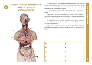 ANATOMIA
NA
PRÁTICA
16
A parede torácica (na imagem removida) é composta pela caixa to-
rácica, músculos, pele, tecido subcutâneo, músculos e fáscia que cobrem
a superfície antero lateral. As mesmas estruturas que cobrem a superfí-
cie posterior são consideradas do dorso.
As glândulas mamárias estão no tecido subcutâneo da parede to-
rácica.
Os pulmões são visualizados em vista anterior com seus lobos e
fissuras; têm aparência rosa-claro em crianças e em indivíduos adultos
não fumantes e que vivem em ambientes não poluídos.
A auscultação e a percussão do tórax são exames clínicos importan-
tes para avaliar o fluxo de ar e reconhecer a presença de ar ou líquidos
nos tecidos subjacentes.
Visualiza-se na imagem a vista anterior da face diafragmática do
fígado e os lobos hepáticos direito e esquerdo, além do ligamento falci-
forme.
Torso - parede anterior do
toráx removida
vista anterior
a)
b)
c)
d1
)
d2
)
d3
)
e1
)
e2
)
f)
g)
6.
6. TORSO - PAREDE ANTERIOR DO TORÁX
REMOVIDA - VISTA ANTERIOR
a
b
d1
d2
d3
e1
e2
f
c
g
 