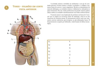 ANATOMIA
NA
PRÁTICA
17
A cavidade torácica é dividida em mediastino e um par de cavi-
dades pleurais. O tórax contém o coração, os pulmões e o esôfago e inú-
meros feixes de nervos e vasos sanguíneos. Devido ao abaulamento do
músculo diafragma, as cavidades torácica e abdominal se sobrepõem no
plano horizontal. Por isto, lesões perfurantes da parede torácica podem
afetar ambas as cavidades simultaneamente nas lesões multicavitárias.
O omento maior é uma duplicação do peritôneo em forma de “aven-
tal” que se origina na curvatura maior do estômago e fixa-se no colo
transverso do intestino grosso. É extensamente móvel, tanto que rara-
mente ocorrem aderências pós-cirúrgicas ou pós-inflamações locais. É
frequentemente ocupado por linfonodos, tendo função de defesa imuno-
lógica.
Torso - pulmões em corte
vista anterior
a1
)
a2
)
b1
)
b2
)
c1
)
c2
)
d)
e)
f)
g)
h)
i1
)
i2
)
j)
k)
l)
7. 7. TORSO – PULMÕES EM CORTE
VISTA ANTERIOR
a1
a2
b1
b2
c1 c2
d
e
f
g
i1
i2
j k
l
h
 
