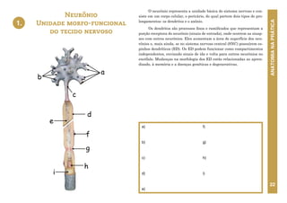 ANATOMIA
NA
PRÁTICA
22
a)
b)
c)
d)
e)
f)
g)
h)
i)
Neurônio
Unidade morfo-funcional
do tecido nervoso
1.
O neurônio representa a unidade básica do sistema nervoso e con-
siste em um corpo celular, o pericário, do qual partem dois tipos de pro-
longamentos: os dendritos e o axônio.
Os dendritos são processos finos e ramificados que representam a
porção receptora do neurônio (sinais de entrada), onde ocorrem as sinap-
ses com outros neurônios. Eles aumentam a área de superfície dos neu-
rônios e, mais ainda, se no sistema nervoso central (SNC) possuírem es-
pinhos dendríticos (ED). Os ED podem funcionar como compartimentos
independentes, enviando sinais de ida e volta para outros neurônios no
encéfalo. Mudanças na morfologia dos ED estão relacionadas ao apren-
dizado, à memória e a doenças genéticas e degenerativas.
1. NEURÔNIO
UNIDADE MORFO-FUNCIONAL
DO TECIDO NERVOSO
a
b
e
d
c
h
g
f
i
 