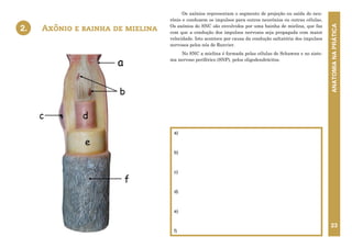 ANATOMIA
NA
PRÁTICA
23
Axônio e bainha de mielina
2.
Os axônios representam o segmento de projeção ou saída do neu-
rônio e conduzem os impulsos para outros neurônios ou outras células.
Os axônios do SNC são envolvidos por uma bainha de mielina, que faz
com que a condução dos impulsos nervosos seja propagada com maior
velocidade. Isto acontece por causa da condução saltatória dos impulsos
nervosos pelos nós de Ranvier.
No SNC a mielina é formada pelas células de Schawnn e no siste-
ma nervoso periférico (SNP), pelos oligodendrócitos.
a)
b)
c)
d)
e)
f)
2. AXÔNIO E BAINHA DE MIELINA
a
e
d
f
b
c
 