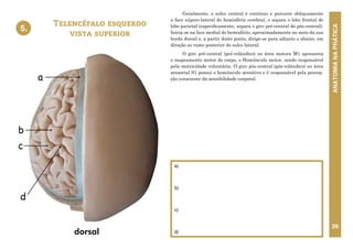ANATOMIA
NA
PRÁTICA
26
Geralmente, o sulco central é contínuo e percorre obliquamente
a face súpero-lateral do hemisfério cerebral, e separa o lobo frontal do
lobo parietal (especificamente, separa o giro pré-central do pós-central).
Inicia-se na face medial do hemisfério, aproximadamente no meio da sua
borda dorsal e, a partir deste ponto, dirige-se para adiante e abaixo, em
direção ao ramo posterior do sulco lateral.
O giro pré-central (pré-rolândico) ou área motora M1 apresenta
o mapeamento motor do corpo, o Homúnculo motor, sendo responsável
pela motricidade voluntária. O giro pós-central (pós-rolândico) ou área
sensorial S1 possui o homúnculo sensitivo e é responsável pela percep-
ção consciente da sensibilidade corporal.
Telencéfalo esquerdo
vista superior
a)
b)
c)
d)
5.
5. TELENCÉFALO ESQUERDO – VISTA SUPERIOR
d
a
dorsal
c
b
dorsal
 