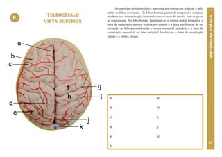 ANATOMIA
NA
PRÁTICA
27
A superfície do telencéfalo é marcada por sulcos que ajudam a deli-
mitar os lobos cerebrais. Os lobos frontal, parietal, temporal e occipital
recebem sua denominação de acordo com os ossos do crânio, com os quais
se relacionam. No lobo frontal localizam-se o córtex motor primário, a
área de associação motora (córtex pré-motor) e a área pré-frontal de as-
sociação; no lobo parietal estão o córtex sensorial primário e a área de
associação sensorial; no lobo occipital localiza-se a área de associação
visual e o córtex visual.
Telencéfalo
vista superior
6.
dorsal
i
g
f
h
d
j
b
a
6. TELENCÉFALO - VISTA SUPERIOR
c
k
e
a)
b)
c)
d)
e)
f)
g)
h)
i)
j)
k)
 