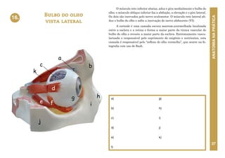 ANATOMIA
NA
PRÁTICA
37
O músculo reto inferior abaixa, aduz e gira medialmente o bulbo do
olho; o músculo oblíquo inferior faz a abdução, a elevação e o giro lateral.
Os dois são inervados pelo nervo oculomotor. O músculo reto lateral ab-
duz o bulbo do olho e sofre a inervação do nervo abducente (VI).
A corioide é uma camada escura marrom-avermelhada localizada
entre a esclera e a retina e forma a maior parte da túnica vascular do
bulbo do olho e reveste a maior parte da esclera. Extremamente vascu-
larizada e responsável pelo suprimento de oxigênio e nutrientes, esta
camada é responsável pelo “reflexo do olho vermelho”, que ocorre na fo-
tografia com uso de flash.
Bulbo do olho
vista lateral
16.
a)
b)
c)
d)
e)
f)
g)
h)
i)
j)
k)
16. BULBO DO OLHO- VISTA LATERAL
f
d
g
i
h
e
b
c
j
a
k
 