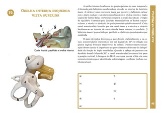 ANATOMIA
NA
PRÁTICA
40
A orelha interna localiza-se na porção petrosa do osso temporal e
é formada pelo labirinto membranáceo situado no interior do labirinto
ósseo. A cóclea é uma estrutura óssea que envolve o labirinto coclear
com o ducto coclear e um ducto membranáceo (a cóclea contém o órgão
espiral de Corti). Estas estruturas compõem o órgão da audição. O órgão
do equilíbrio é formado pelo labirinto vestibular com os ductos semicir-
culares, o sáculo e o utrículo, os quais possuem epitélio sensorial. Cada
canal semicircular é envolto por um canal ósseo, e o sáculo e o utrículo
localizam-se no interior de uma cápsula óssea comum, o vestíbulo. O
labirinto ósseo é preenchido por perilinfa e o labirinto membranáceo por
endolinfa.
O ápice da cóclea direciona-se para frente e lateralmente, e os ca-
nais semicirculares orientam-se em um ângulo de 45° em relação aos
planos sagital, frontal e transversal da cabeça. O conhecimento da po-
sição desses canais é importante na prova térmica do exame da integri-
dade da função do órgão vestibular. Quando a cabeça do paciente em
decúbito dorsal é elevada 30°, o canal semicircular horizontal vai para
o posição vertical. A lavagem do MAE com água morna e fria cria uma
corrente térmica que é identificada pelo nistagmo vestibular (reflexo ves-
tibulococlear).
Orelha interna esquerda
vista superior
19.
a)
b)
c)
d)
e)
f)
g)
h)
i)
i
h
g
d
c
b
a
f
e
19. ORELHA INTERNA ESQUERDA
VISTA SUPERIOR
g
a
Corte frontal: pavilhão e orelha interna
i
h
g
d
c
b
a
f
e
19. ORELHA INTERNA ESQUERDA
VISTA SUPERIOR
g
a
Corte frontal: pavilhão e orelha interna
 