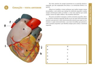 ANATOMIA
NA
PRÁTICA
43
Coração - vista anterior
a)
b)
c)
d)
e)
f)
g)
h)
i)
j)
k)
l)
2.
Na vista anterior do coração encontram-se as aurículas direita e
esquerda, que são evaginações dos átrios, e os ventrículos direito e es-
querdo.
Observa-se também o tronco pulmonar que conduz sangue venoso
aos pulmões, o arco aórtico que emerge do ventrículo esquerdo e conduz
sangue arterial para todos os tecidos e a veia cava superior que recebe
sangue venoso da região cefálica e dos membros inferiores.
Da aorta ascendente emergem a artéria coronária esquerda e direi-
ta. A artéria coronária esquerda divide-se em um ramo interventricular
anterior, que percorre o sulco interventricular anterior que supre os ven-
trículos e o septo interventricular, e um ramo circunflexo que percorre o
sulco coronário esquerdo e que distribui sangue para o átrio e ventrículo
esquerdo.
a
c
d
e
h
l j
i
b
f
g
k
2. CORAÇÃO - VISTA ANTERIOR
 