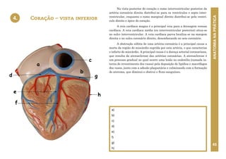 ANATOMIA
NA
PRÁTICA
45
Na vista posterior do coração o ramo interventricular posterior da
artéria coronária direita distribui-se para os ventrículos e septo inter-
ventricular, enquanto o ramo marginal direito distribui-se pelo ventrí-
culo direito e ápice do coração.
A veia cardíaca magna é a principal veia para a drenagem venosa
cardíaca. A veia cardíaca média (ou interventricular posterior) situa-se
no sulco interventricular. A veia cardíaca parva localiza-se na margem
direita e no sulco coronário direito, desembocando no seio coronário.
A obstrução súbita de uma artéria coronária é a principal causa a
morte da região do miocárdio suprida por esta artéria, o que caracteriza
o infarto do miocárdio. A principal causa é a doença arterial coronariana,
que resulta da aterosclerose das artérias coronárias. A aterosclerose é
um processo gradual no qual ocorre uma lesão no endotélio (camada in-
terna de revestimento dos vasos) pela deposição de lipídios e macrófagos
dos vasos, junto com a adesão plaquetária e culminando com a formação
do ateroma, que diminui e obstrui o fluxo sanguíneo.
Coração – vista inferior
a)
b)
c)
d)
e)
f)
g)
h)
4.
a
b
d
c
g
h
e
f
4. CORAÇÃO - VISTA INFERIOR
 