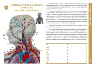 ANATOMIA
NA
PRÁTICA
49
As artérias que suprem a região cefálica se originam do arco da
aorta de onde emergem: o tronco braquiocefálico que se divide em artéria
carótida direita e artéria subclávia direita, a artéria carótida esquerda e
a artéria subclávia esquerda.
As artérias carótidas esquerda e direita levam sangue arterial para
a região cefálica. Na região da laringe, dividem-se em artéria carótida
externa e interna, que suprem estruturas externas e internas do crânio,
respectivamente. A artéria carótida externa termina próximo à articu-
lação temporomandibular onde se divide em dois ramos: a artéria tem-
poral superficial e a artéria maxilar. Pode-se detectar o pulso carotídeo
na artéria carótida externa palpando-a na região anterior do músculo
esternocleidomastoide na borda superior da laringe.
As artérias subclávias direita e esquerda levam sangue arterial
para o membro superior.
A veia retromandibular é formada pela união de vários ramos an-
teriores à orelha externa, drenando para a veia facial que se origina do
ângulo medial do olho. A principal veia do pescoço que drena sangue da
região cefálica é a veia jugular interna, que se estende do forame jugular
até o ângulo venoso, onde se une à veia subclávia, que drena o membro
superior. A união destas veias forma a veia braquiocefálica. Os ramos
direito e esquerdo da veia braquiocefálica formam a veia cava superior.
Artérias e veias da cabeça e
do pescoço
vista ântero lateral
8.
a)
a1)
a2)
b)
b1)
b2)
b3)
c)
d)
e)
f)
g)
h)
i)
j)
a2
a1
b2
b3
b
a
c
d
e
f
h
g
i j
8. ARTÉRIAS E VEIAS DA CABEÇA E DO
PESCOÇO - VISTA ANTEROLATERAL
b1
 