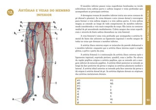 ANATOMIA
NA
PRÁTICA
53
O membro inferior possui veias superficiais localizadas no tecido
subcutâneo (veia safena parva e safena magna) e veias profundas que
acompanham as principais artérias.
A drenagem venosa do membro inferior inicia nos arcos venosos do
pé (dorsal e plantar). As veias deixam o arco venoso dorsal e convergem
para formar a veia safena magna e a veia safena parva. A veia safena
magna se estende ao longo de todo comprimento do membro inferior,
sendo considerada a veia mais comprida do corpo. Ela inicia no contorno
medial do pé ascendendo medialmente. Coleta sangue das veias superfi-
ciais e através do hiato safeno desemboca na veia femoral.
A veia femoral é uma veia profunda que acompanha a artéria fe-
moral do hiato dos adutores ao ligamento inguinal e recebe sangue de
todas as veias que drenam o membro inferior.
A artéria ilíaca externa supre os músculos da parede abdominal e
o membro inferior, enquanto que a artéria ilíaca interna supre a região
glútea, a pelve e parte da coxa.
A artéria femoral é a continuação da artéria ilíaca externa após o
ligamento inguinal, suprindo períneo, quadril, coxa e joelho. Na altura
da região poplítea origina a artéria poplítea, que se estende até a mar-
gem inferior do músculo poplíteo. A artéria tibial posterior se estende ao
longo da face posterior da perna e origina as artérias plantares medial e
lateral. A artéria tibial anterior se estende pela face anterior da perna e
dá origem à artéria dorsal do pé. As artérias digitais dorsais se originam
das artérias metatarsais dorsais.
Artérias e veias do membro
inferior
12.
a1)
a2)
b1)
b2)
c)
d)
e)
f)
g)
h1)
h2)
i)
j)
k)
l)
m)
n)
b2
c
d
e f
g
h1 h2
i
j
k
l
m
n
12. ARTÉRIAS E VEIAS DO MEMBRO INFERIOR
a1 a2
b1
 