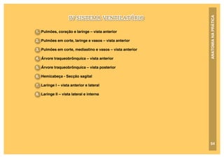 ANATOMIA
NA
PRÁTICA
IV SISTEMA VENTILATÓRIO
54
1. Pulmões, coração e laringe – vista anterior
2. Pulmões em corte, laringe e vasos – vista anterior
3. Pulmões em corte, mediastino e vasos – vista anterior
4. Árvore traqueobrônquica – vista anterior
5. Árvore traqueobrônquica – vista posterior
6. Hemicabeça - Secção sagital
7. Laringe I – vista anterior e lateral
8. Laringe II – vista lateral e interna
 