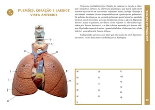 ANATOMIA
NA
PRÁTICA
55
a)
b)
c)
d)
e)
f)
g)
h)
i)
j)
k)
l)
m)
n)
o)
p)
q)
Pulmões, coração e laringe
vista anterior
1.
O sistema ventilatório tem a função de oxigenar os tecidos e elimi-
nar o dióxido de carbono. As estruturas anatômicas que fazem parte deste
sistema separam-se em vias aéreas superiores (nariz, faringe e laringe) e
vias aéreas inferiores (árvore traqueobrônquica e parênquima pulmonar).
Os pulmões localizam-se na cavidade pulmonar, parte lateral da cavidade
torácica, sendo revestidos por uma membrana serosa, a pleura. O pulmão
direito é maior e apresenta três lobos: o lobo superior e o lobo médio sepa-
rados pela fissura horizontal, e o lobo inferior separado pela fissura oblí-
qua. O pulmão esquerdo é menor e possui dois lobos: o lobo superior e o lobo
inferior, separados pela fissura oblíqua.
Cada pulmão apresenta um ápice que sobe acima do nível da primei-
ra costela, e uma base côncava voltada para o diafragma.
1. PULMÕES, CORAÇÃO E LARINGE-
VISTA ANTERIOR
a
b
c
d
e
f
g
h
i
j
l
m
n
o
p
q
k
 